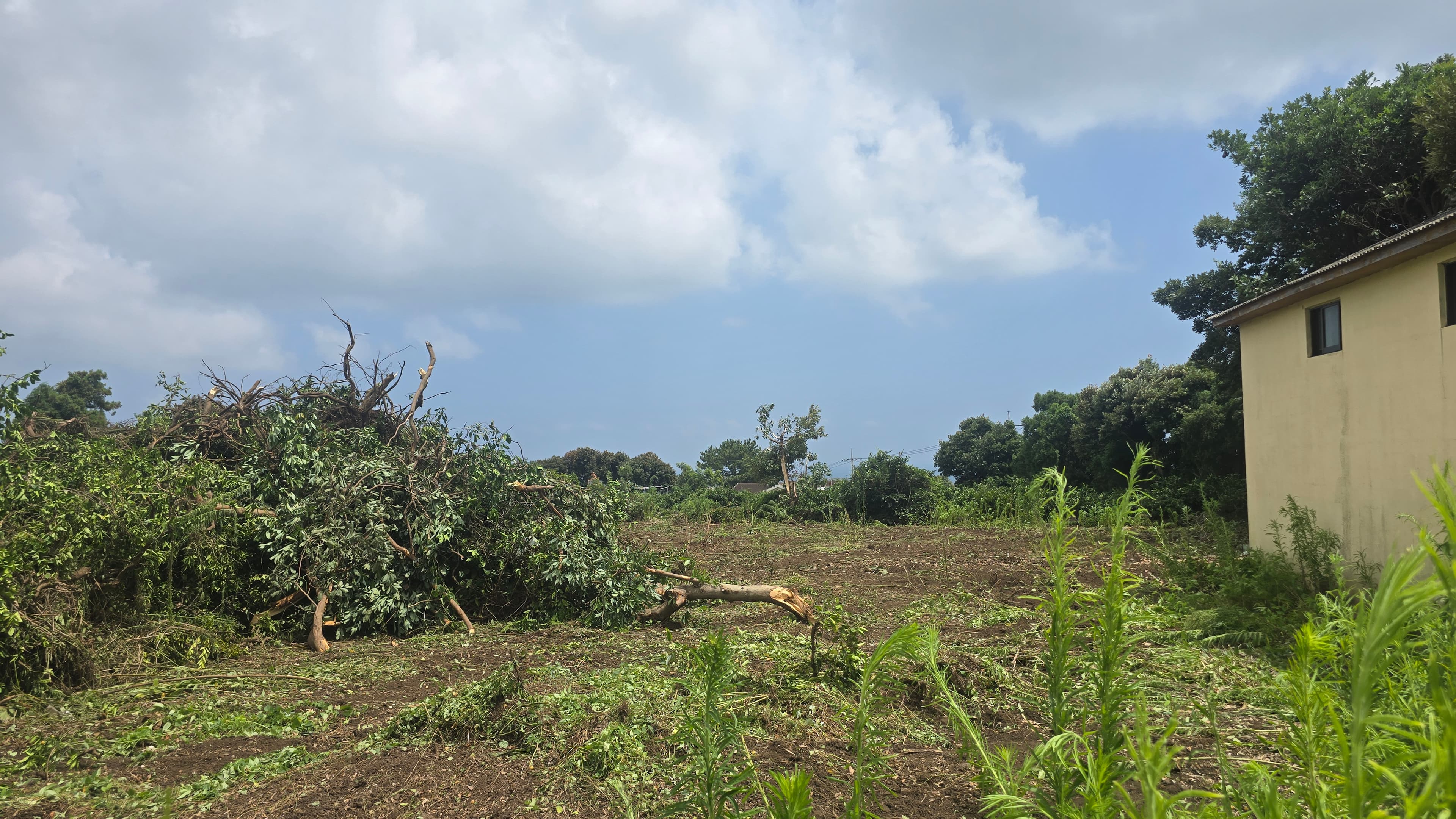 벌목 및 대형파쇄 작업 사진 4